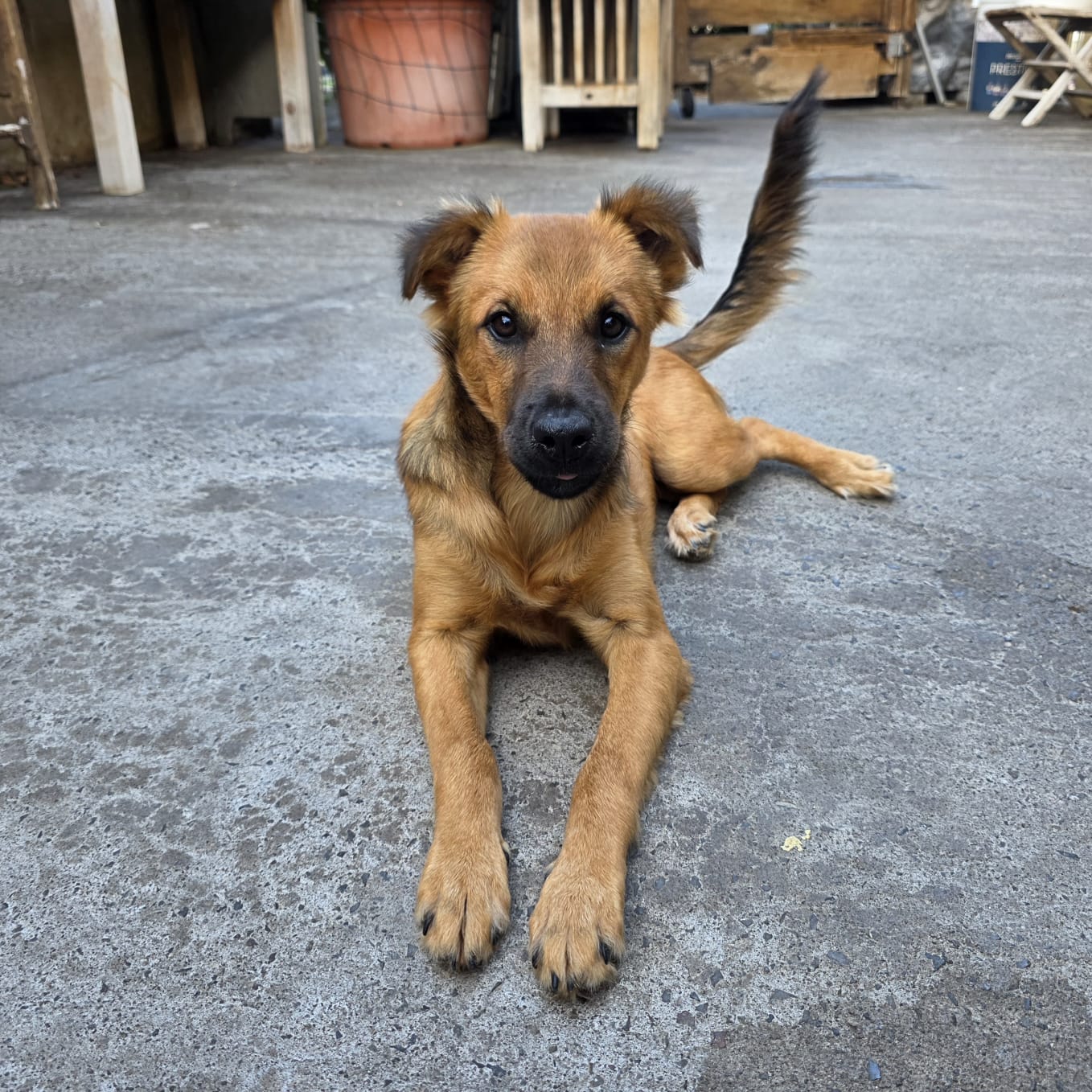 Chiens à adopter